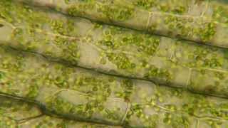 Plasmolysis in Elodea [upl. by Atnauq]