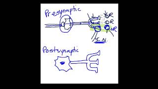 Presynaptic vs Postsynaptic Inhibition [upl. by Goren631]