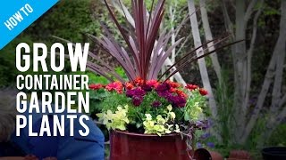 How To Grow Pot Plants in a Container Garden [upl. by Pillihp]