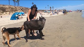 Giant Wolfdog goes to the Dog Beach [upl. by Birmingham]