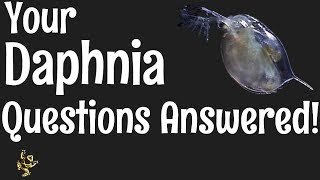 Daphnia Questions Answered [upl. by Loos407]