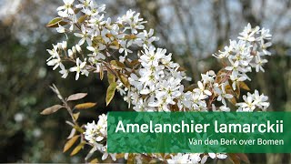 Amelanchier lamarckii  Krentenboompje [upl. by Einreb]