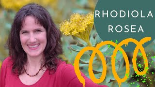 RHODIOLA ROSEA  right dosage amp BENEFITS for Stress Fatigue Immune Hormonal and Mental Health [upl. by Galatea]