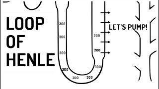 LOOP OF HENLE explained [upl. by Noivad]