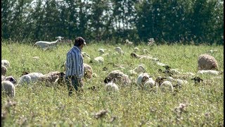 Starting Your Own Sheep Ranch [upl. by Wilkey]