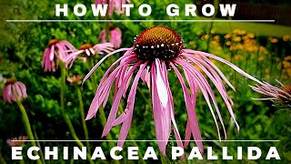 Complete Echinacea Pallida Pale Purple Coneflower Grow and Care Guide [upl. by Tierza]