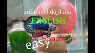 daphnia moina culture Easy way Unlimited production English  with sub Green water Chlorella [upl. by Lurie]