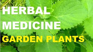 HERBAL MEDICINE  GARDEN PLANTS  GARDENING PHILIPPINES [upl. by Hussein]