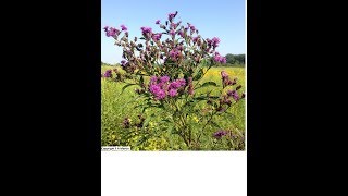 Growing New York Ironweed From Seed Vernonia Noveboracensis [upl. by Lucrece]