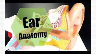 Ear Anatomy [upl. by Chrysler132]