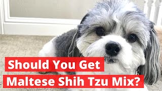 Should you get Maltese Shih Tzu Mix Malshi  Everything About Maltese Shih Tzu Mix [upl. by Ydnil]