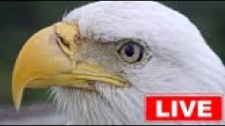 Southwest Florida Eagle Cam [upl. by Meldoh]