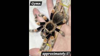 My tarantulas 1 [upl. by Einimod]