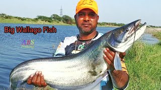 Wallago Attu Catfish Catching  Big Patan Fish Catching  Village River Fishing [upl. by Netsruk]