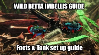 Wild Betta Imbellis species and care guide  FranksBettas [upl. by Namyh]