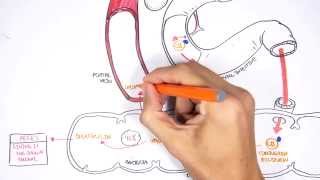 Bilirubin Metabolism [upl. by Lerraf]