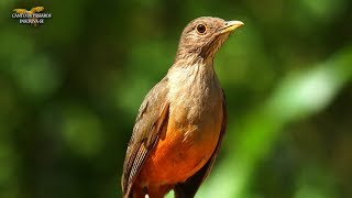 O MARAVILHOSO CANTO DA SABIÁ LARANJEIRA Turdus rufiventris [upl. by Gambrell]