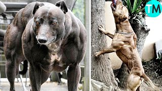 LOS 10 PERROS MÁS MUSCULOSOS Del Mundo [upl. by Ikcin]