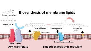 Biosynthesis of membrane phospholipids [upl. by Oijres]