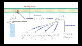 Eicosanoid Biosynthesis Part 1  Prostaglandins amp Thromboxane A2 [upl. by Carl991]