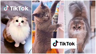 KUMPULAN KUCING LUCU GEMESIN GEMOY BIKIN NGAKAK  Kumpulan Video Tiktok Kucing Lucu Menggemaskan [upl. by Ibloc2]