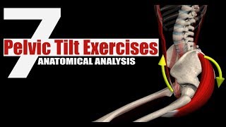 7 Pelvic Tilt Exercises  Anatomical Analysis [upl. by Lowery554]