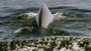 Blue Whale Song Smooth Relaxing Music [upl. by Sterling801]