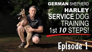 First Ten Steps When Training A Service Dog [upl. by Landmeier]