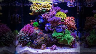 NANO TANK DREAM  SPS wonder of Florida  35 Gallon REEF AQUARIUM corals [upl. by Esma]