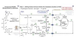 Fatty Acids and Lipid Biosynthesis [upl. by Yrelbmik]