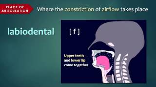 Introduction to Articulatory Phonetics Consonants [upl. by Mairem]