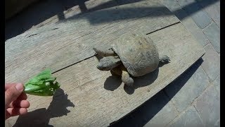 ¿Como domesticar una tortuga [upl. by Drexler]