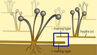 Life Cycle of a Zygospore Fungus [upl. by Saitam]