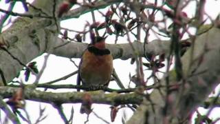 Oregon Outdoors Varied thrush singing [upl. by Oinegue]