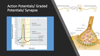 Action Potentials and Graded Potentials [upl. by Renae]