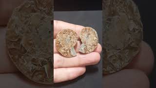 Ammonite Fossil [upl. by Retniw]