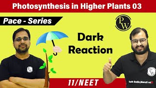 Photosynthesis in Higher Plants 03  Dark reaction  Class 11  Pace series [upl. by Nannarb]