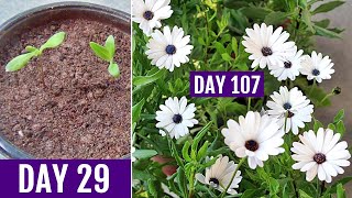 How to GROW DimorphothecaAfrican DAISY From Seed [upl. by Nicko162]