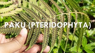 METAGENESIS PAKU PTERIDOPHYTA [upl. by Ahsinak736]