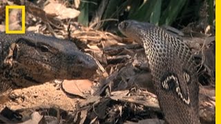 Cobra vs Monitor Lizard  National Geographic [upl. by Nwahsel]