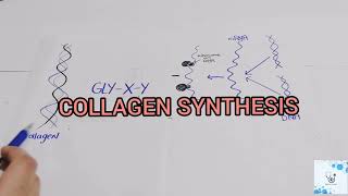 COLLAGEN SYNTHESIS [upl. by Annerb857]