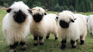 Valais Blacknose Sheep  World’s Cutest Sheep [upl. by Thgirw]