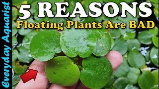 Why Floating Plants Are BAD For Your Aquarium [upl. by Howlond176]