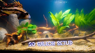 Easy Low Maintenance Planted 20 Gallon Aquarium [upl. by Imis590]