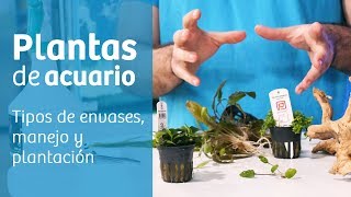 Acuario plantado  iniciación  🌱 Guía de manejo y plantación [upl. by Goodrow]