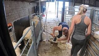 Shearing lambs how to shears sheep [upl. by Phoebe409]