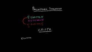 Palindromic Sequences [upl. by Clapper731]