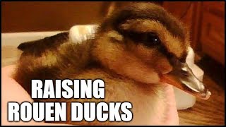 Raising Rouen Ducks On Our Homestead [upl. by Zacharie525]