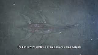 Life death and discovery of a plesiosaur [upl. by Ssilb]