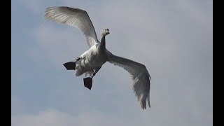 SWANS  Slow Motion Flying Take Off and Landing [upl. by Llertram]